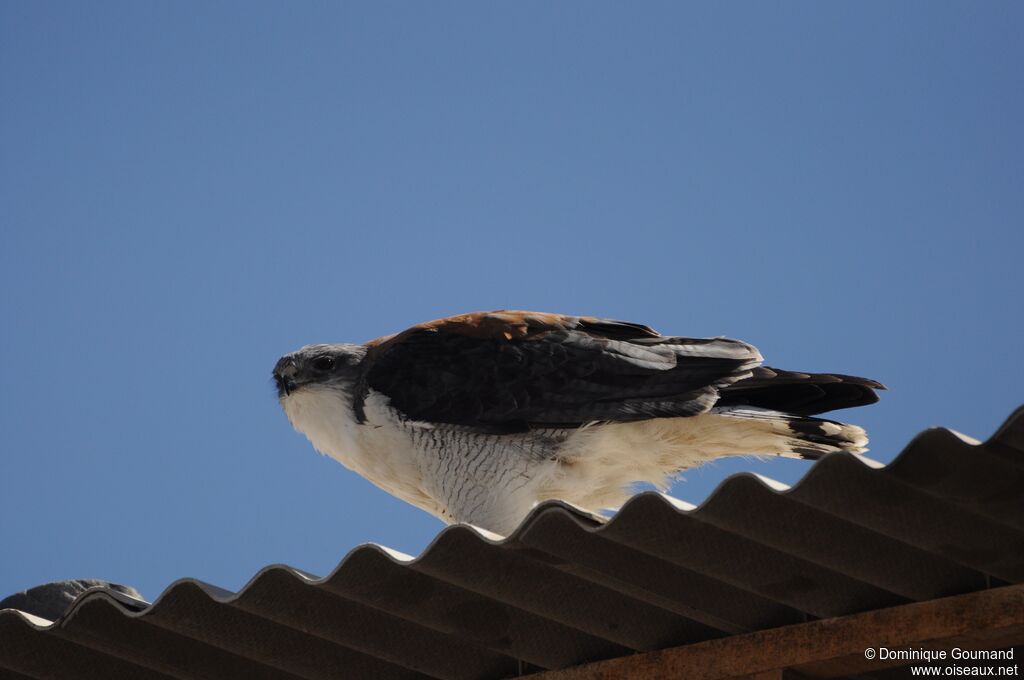 Variable Hawk