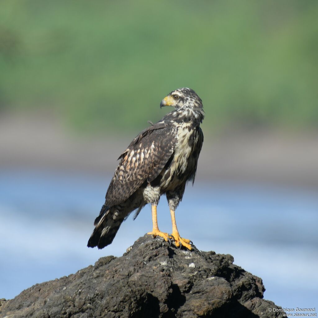 Great Black Hawkjuvenile