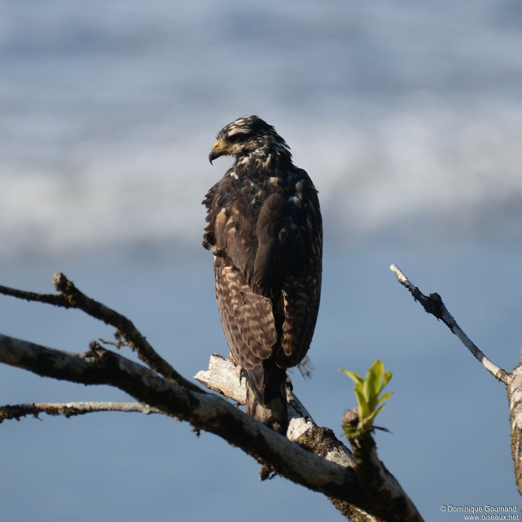 Great Black Hawkjuvenile