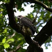 Common Buzzard