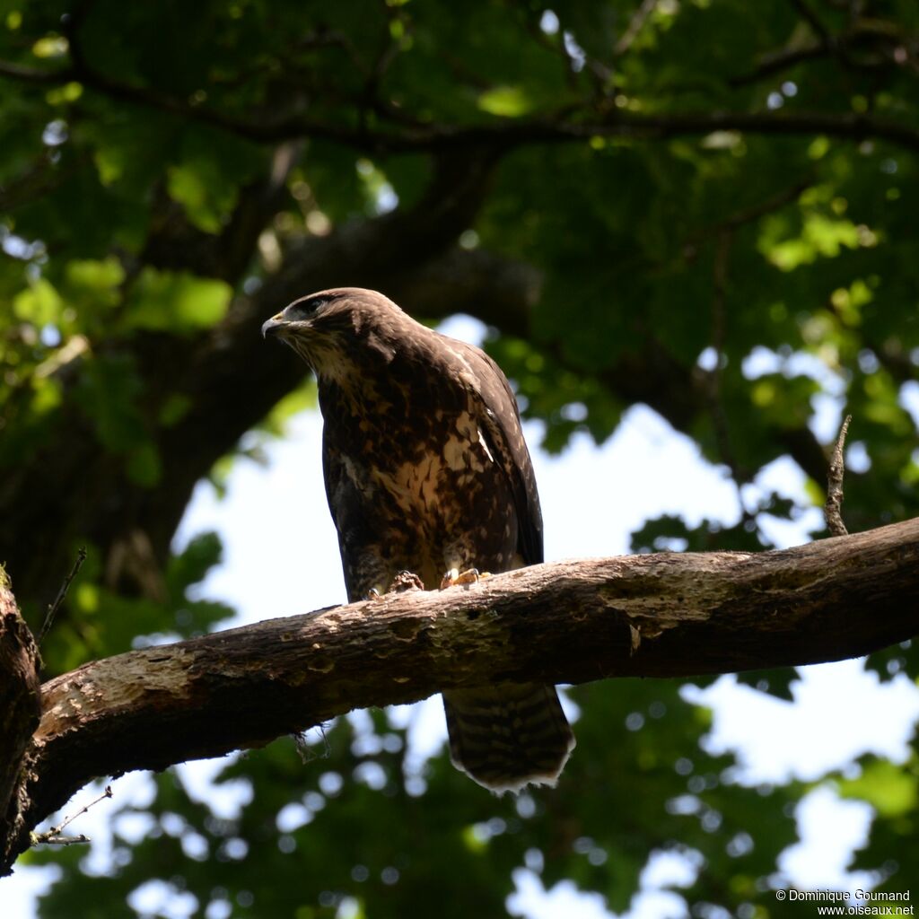 Buse variable