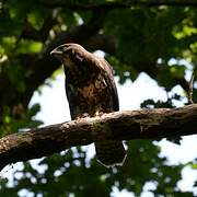 Common Buzzard