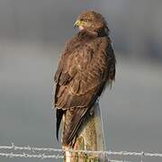 Common Buzzard