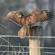 Common Buzzard