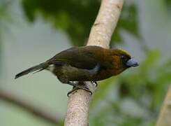 Prong-billed Barbet