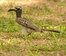 African Grey Hornbill