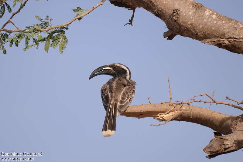 African Grey Hornbill male adult, habitat