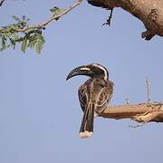 African Grey Hornbill