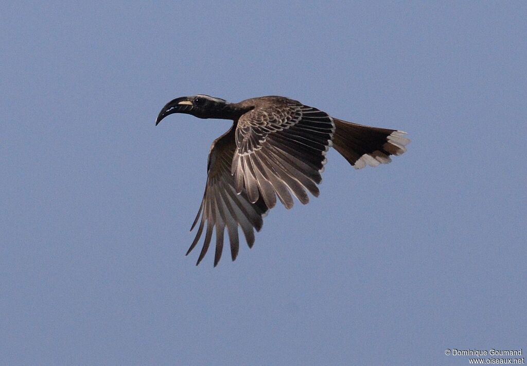 African Grey Hornbill male adult, Flight