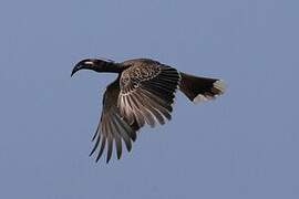 African Grey Hornbill