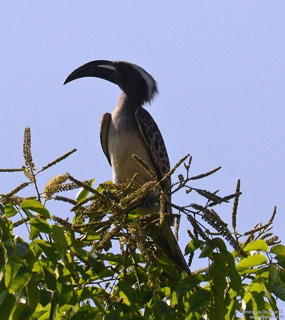 African Grey Hornbill male adult