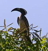 African Grey Hornbill