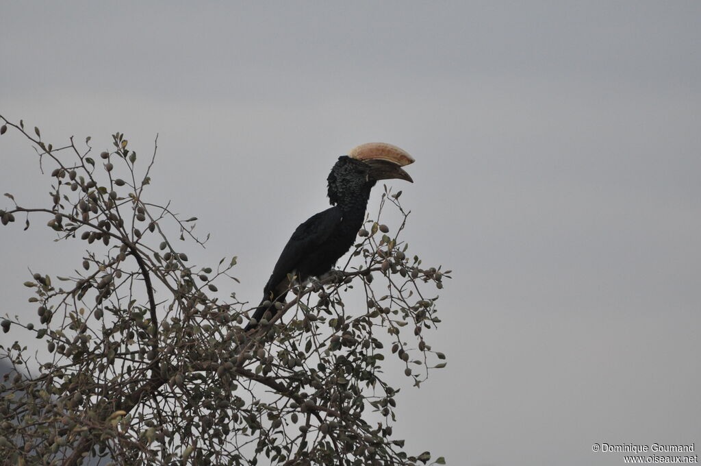 Silvery-cheeked Hornbill male