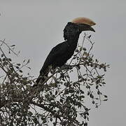 Silvery-cheeked Hornbill