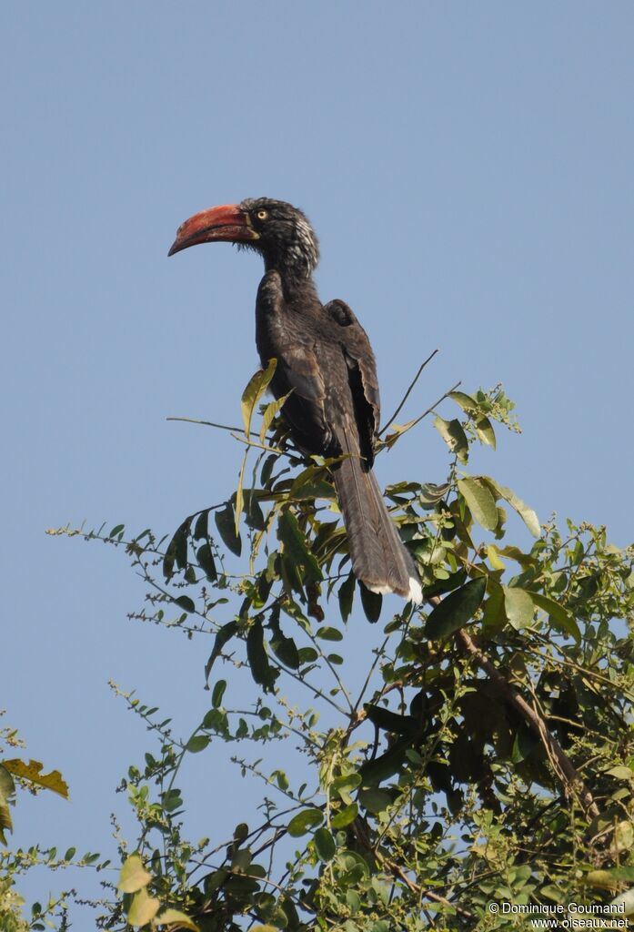 Crowned Hornbill