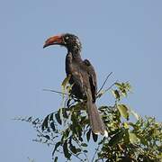 Crowned Hornbill