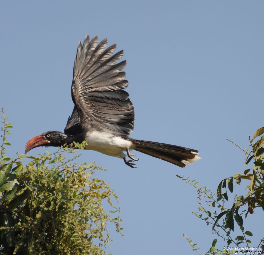 Crowned Hornbill