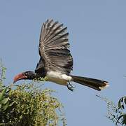 Crowned Hornbill