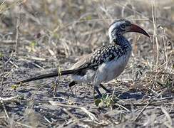 Southern Red-billed Hornbill