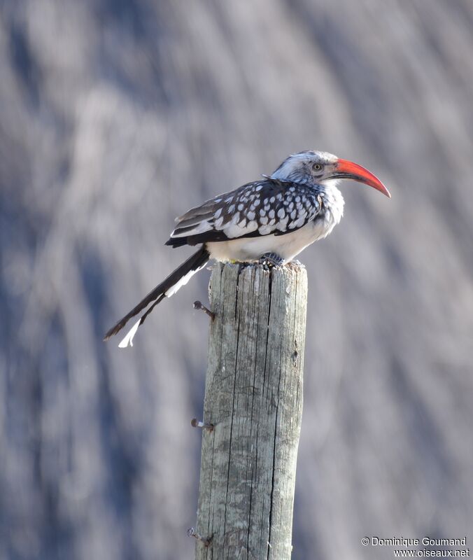Southern Red-billed Hornbill female