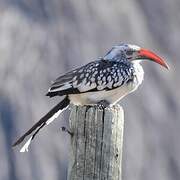 Southern Red-billed Hornbill