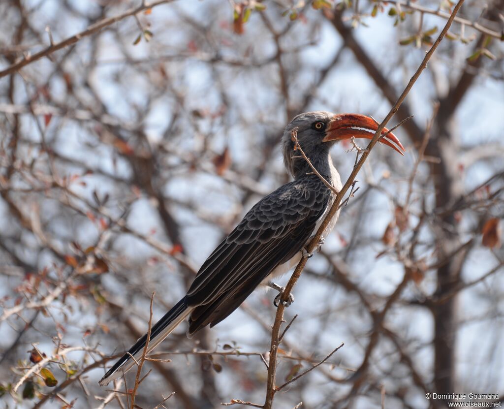 Bradfield's Hornbill male