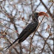 Bradfield's Hornbill