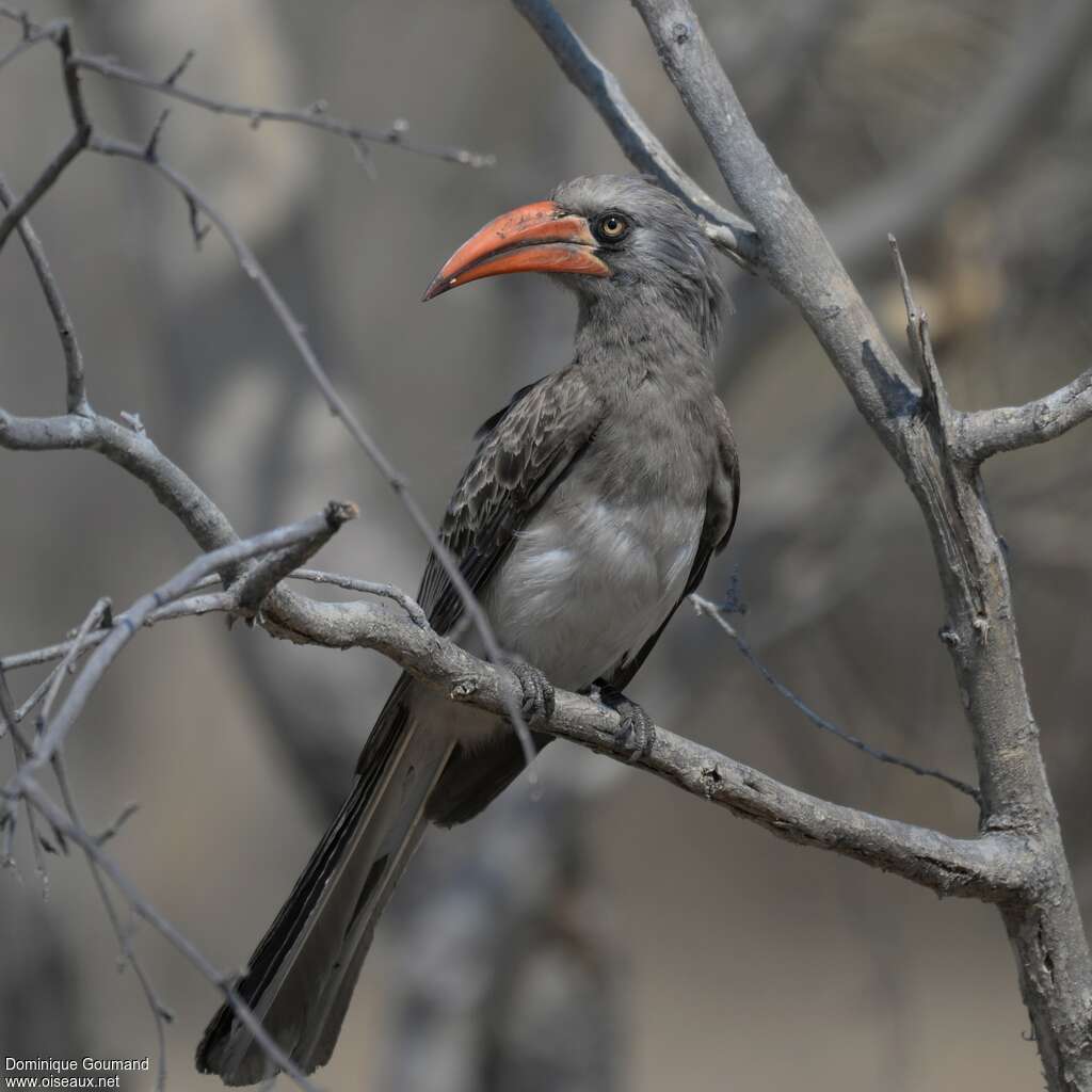 Bradfield's Hornbill male