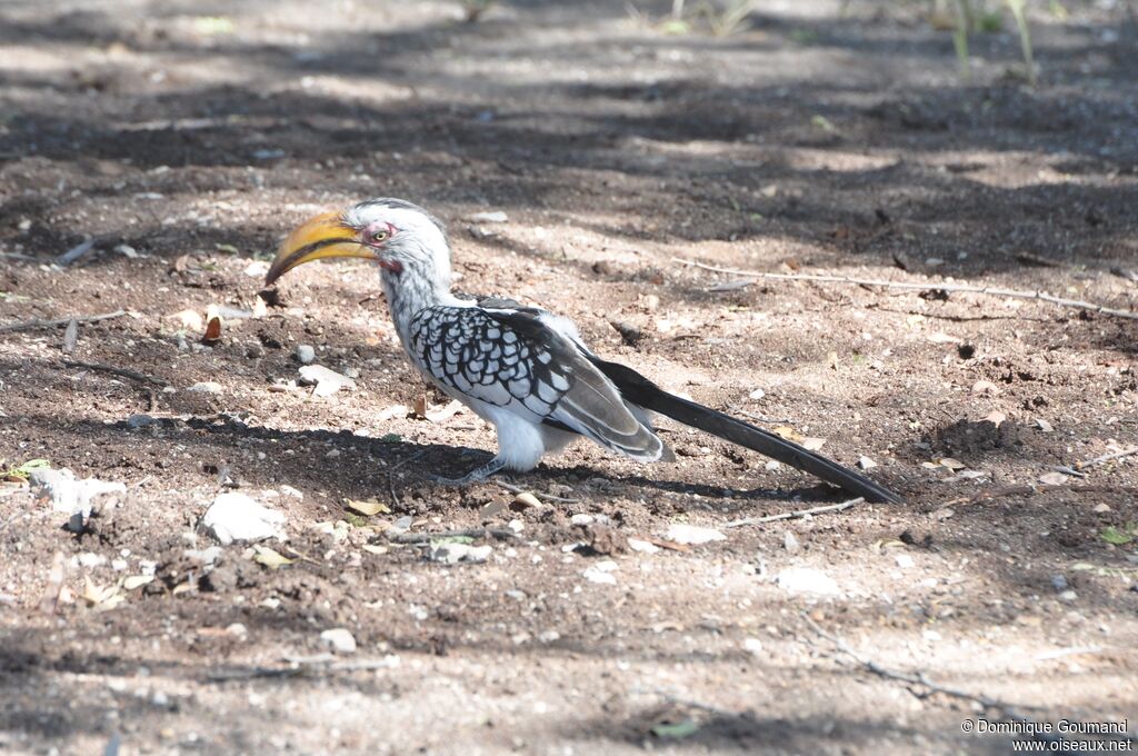 Southern Yellow-billed Hornbill