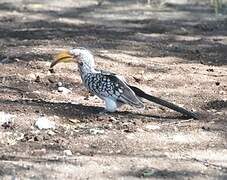 Southern Yellow-billed Hornbill