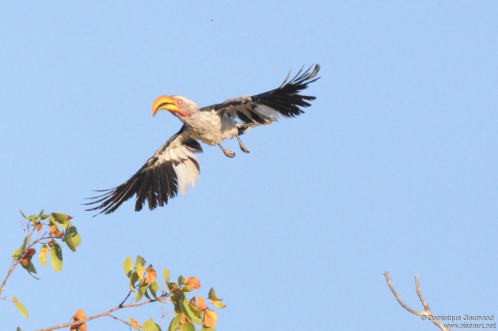 Southern Yellow-billed Hornbill