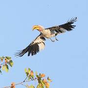 Southern Yellow-billed Hornbill