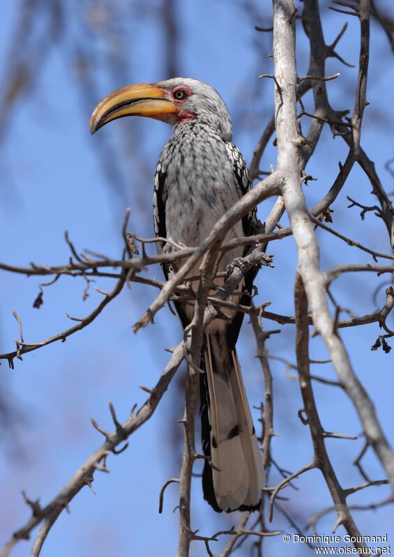 Southern Yellow-billed Hornbill male