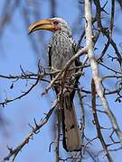 Southern Yellow-billed Hornbill