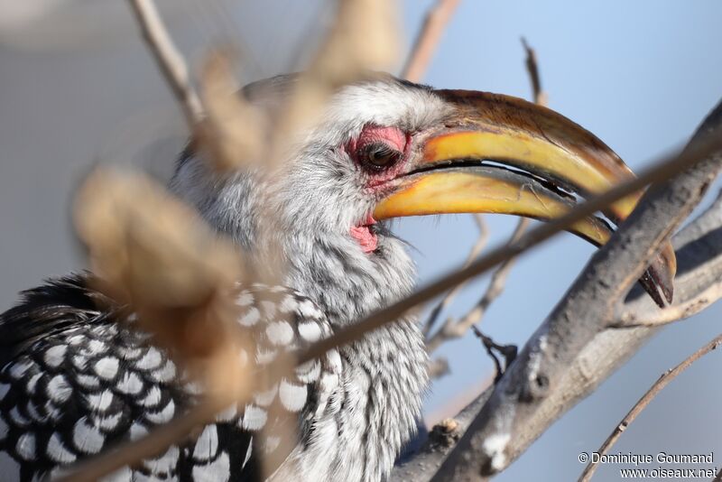 Southern Yellow-billed Hornbill male