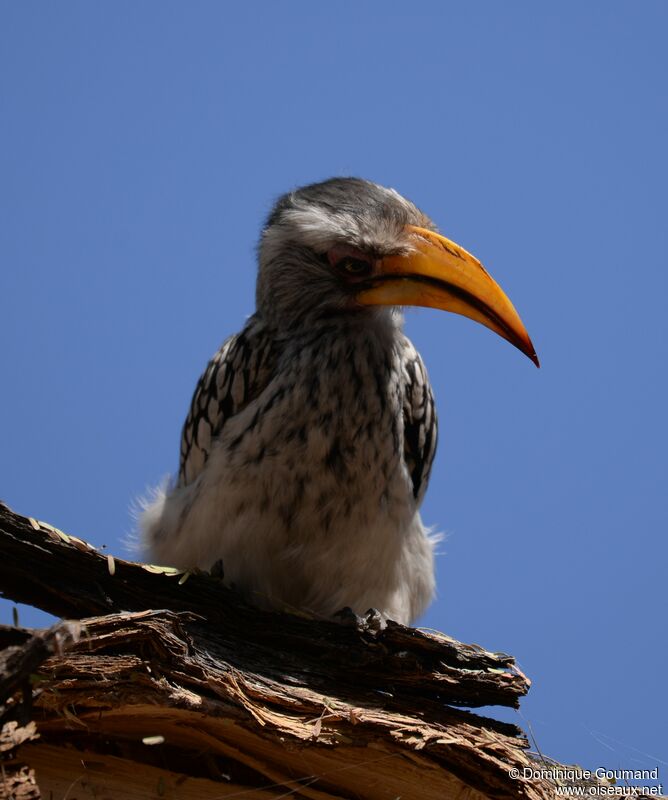 Southern Yellow-billed Hornbill female