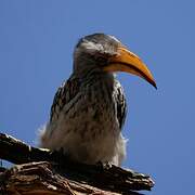 Southern Yellow-billed Hornbill