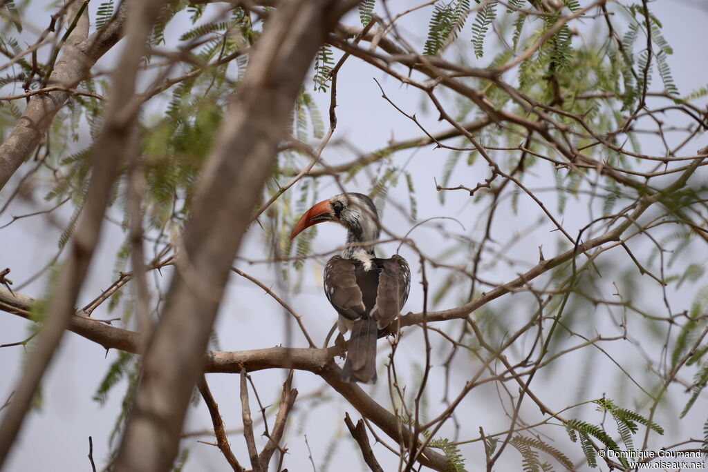 Western Red-billed Hornbill