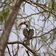 Western Red-billed Hornbill