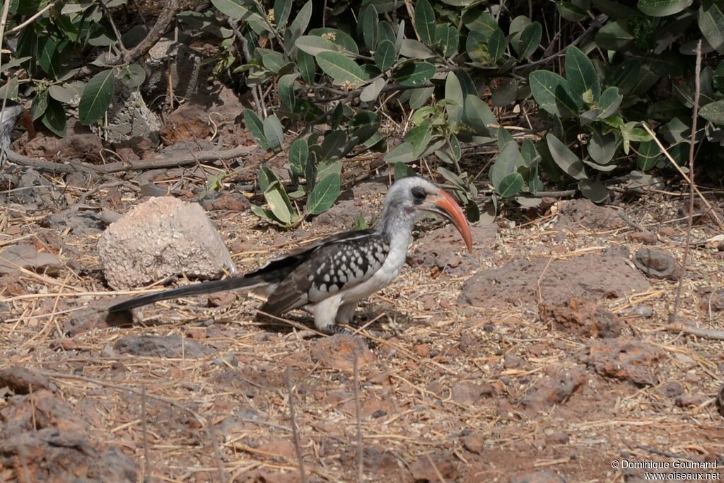 Western Red-billed Hornbill