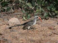 Western Red-billed Hornbill