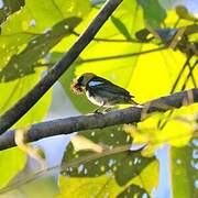 Golden-hooded Tanager