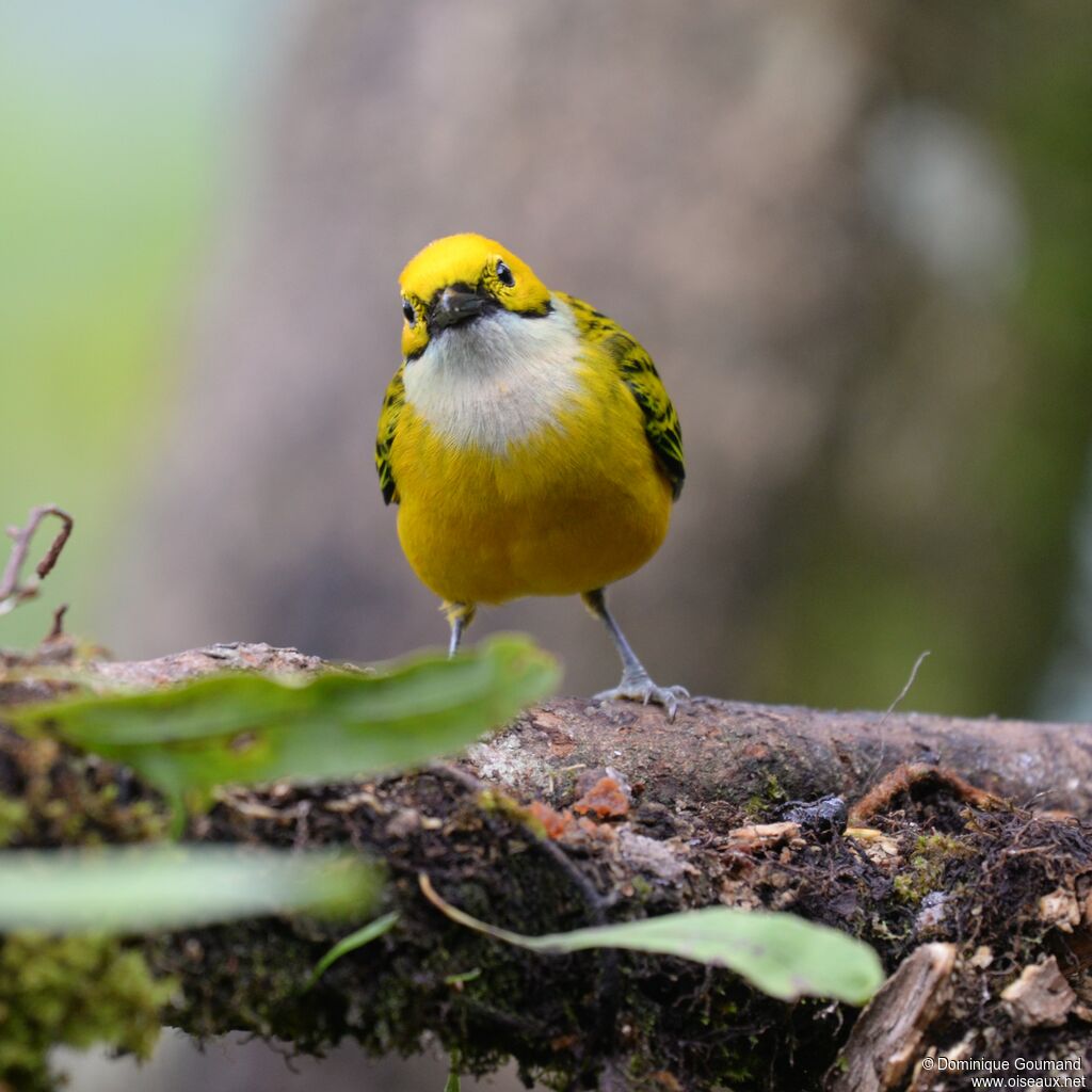 Silver-throated Tanageradult