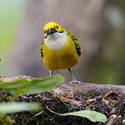 Silver-throated Tanager