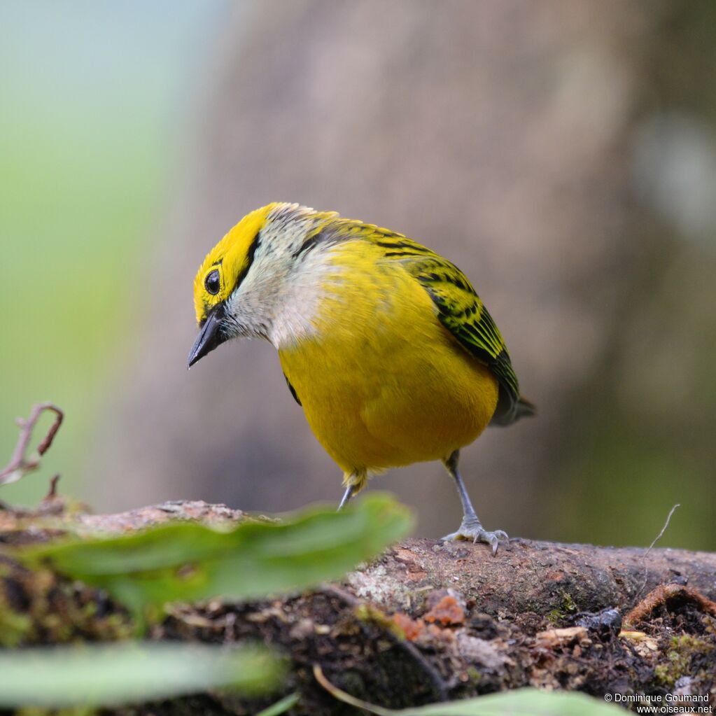 Silver-throated Tanageradult