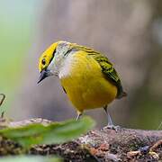 Silver-throated Tanager