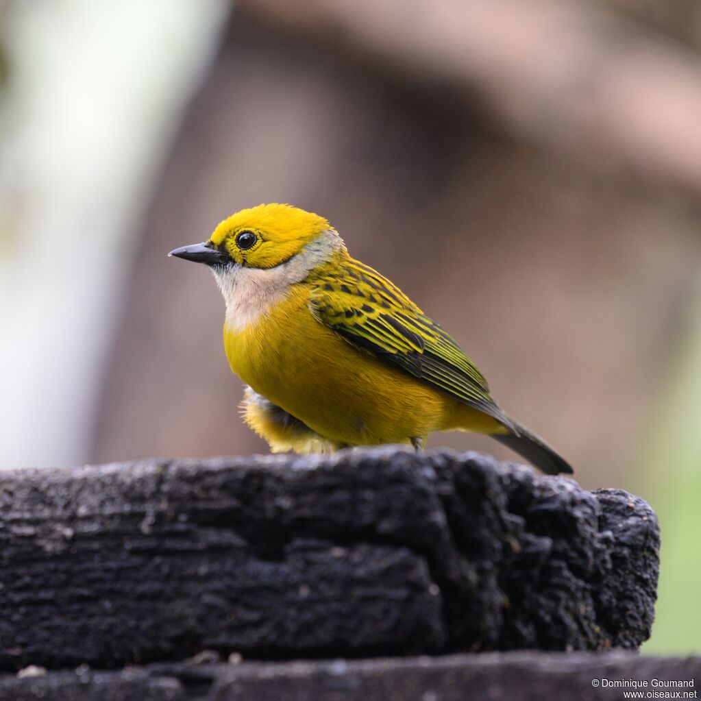 Silver-throated Tanageradult