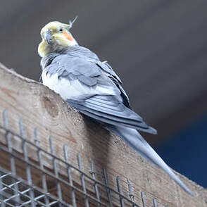 Calopsitte élégante