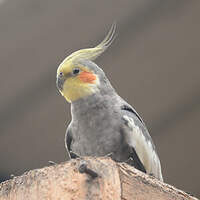 Calopsitte élégante