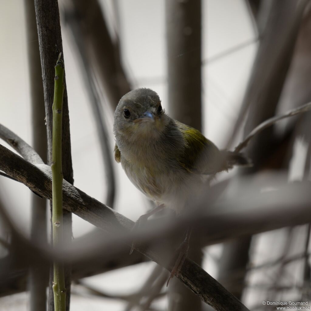 Grey-backed Camaroptera